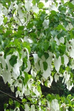 Dove Tree (Davidia Involucrata) - 7 Gallon Pot (5-6') -Healthy Plant Shop davidia involucrata dove tree 10