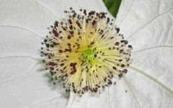 Dove Tree (Davidia Involucrata) - 7 Gallon Pot (5-6') -Healthy Plant Shop davidia involucrata dove tree 11