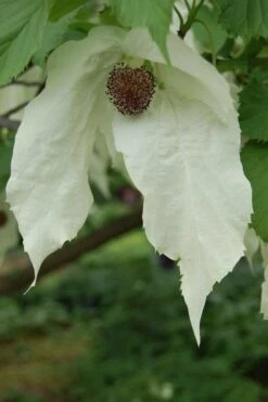 Dove Tree (Davidia Involucrata) - 7 Gallon Pot (5-6') -Healthy Plant Shop davidia involucrata dove tree 2