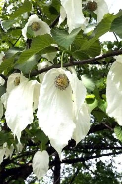 Dove Tree (Davidia Involucrata) - 7 Gallon Pot (5-6') -Healthy Plant Shop davidia involucrata dove tree 3