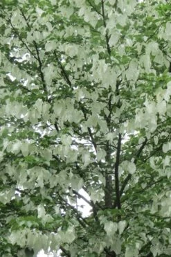 Dove Tree (Davidia Involucrata) - 7 Gallon Pot (5-6') -Healthy Plant Shop davidia involucrata dove tree 4
