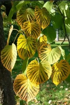 Dove Tree (Davidia Involucrata) - 7 Gallon Pot (5-6') -Healthy Plant Shop davidia involucrata dove tree 6