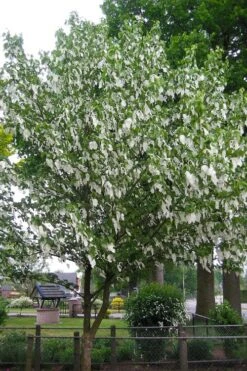 Dove Tree (Davidia Involucrata) - 7 Gallon Pot (5-6') -Healthy Plant Shop davidia involucrata dove tree 7