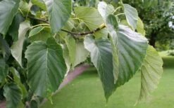 Dove Tree (Davidia Involucrata) - 7 Gallon Pot (5-6') -Healthy Plant Shop davidia involucrata dove tree 8
