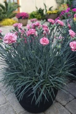 Pinball Wizard Dianthus - 1 Gallon Pot -Healthy Plant Shop dianthus pinball wizard 10