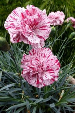Pinball Wizard Dianthus - 1 Gallon Pot -Healthy Plant Shop dianthus pinball wizard 4