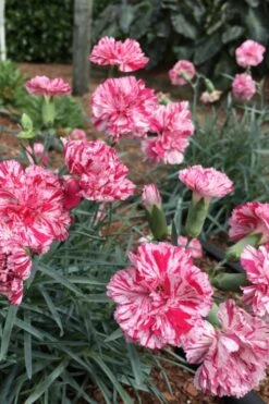 Pinball Wizard Dianthus - 1 Gallon Pot -Healthy Plant Shop dianthus pinball wizard 5