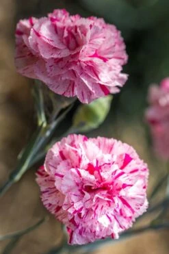 Pinball Wizard Dianthus - 1 Gallon Pot -Healthy Plant Shop dianthus pinball wizard 7