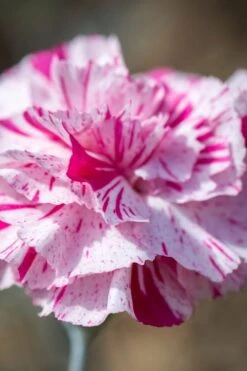 Pinball Wizard Dianthus - 1 Gallon Pot -Healthy Plant Shop dianthus pinball wizard 8