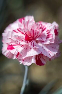 Pinball Wizard Dianthus - 1 Gallon Pot -Healthy Plant Shop dianthus pinball wizard 9