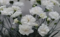 Super Trouper White Dianthus - 5 Pack Of Quart Pots -Healthy Plant Shop dianthus supertrouper white carnations 2