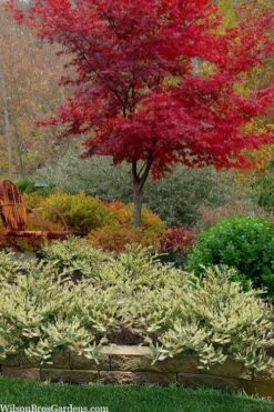 Spring Frost Distylium - 1 Gallon Pot 11 Spring Frost Distylium - 1 Gallon Pot -Healthy Plant Shop distylium spring frost 102 1