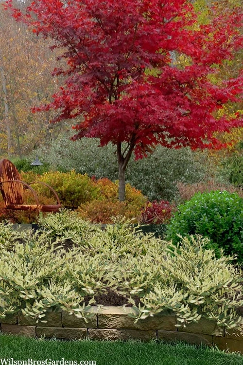 Spring Frost Distylium - 1 Gallon Pot 6 Spring Frost Distylium - 1 Gallon Pot - Image 6