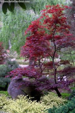 Spring Frost Distylium - 1 Gallon Pot 9 Spring Frost Distylium - 1 Gallon Pot -Healthy Plant Shop distylium spring frost 103 1