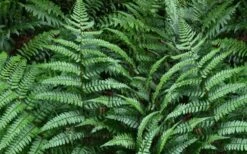 Champions Wood Fern (Dryopteris Championii) - 1 Gallon Pot 10 Champions Wood Fern (Dryopteris Championii) - 1 Gallon Pot -Healthy Plant Shop dryopteris championii champions wood fern 2