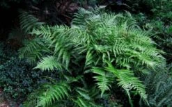 Champions Wood Fern (Dryopteris Championii) - 1 Gallon Pot 11 Champions Wood Fern (Dryopteris Championii) - 1 Gallon Pot -Healthy Plant Shop dryopteris championii champions wood fern 6