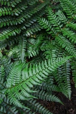 Champions Wood Fern (Dryopteris Championii) - 1 Gallon Pot 12 Champions Wood Fern (Dryopteris Championii) - 1 Gallon Pot -Healthy Plant Shop dryopteris championii champions wood fern 7