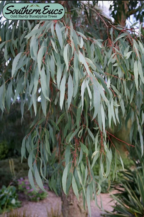 Angus Cold Hardy Eucalyptus Tree (Eucalyptus Nicholii) - 3 Gallon Pot 1 Angus Cold Hardy Eucalyptus Tree (Eucalyptus Nicholii) - 3 Gallon Pot