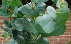 Big O Cold Hardy Eucalyptus Tree (Eucalyptus Neglecta) - 1 Gallon Pot -Healthy Plant Shop eucalyptus bigo leaves 2