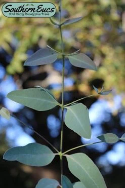 Front Page 42 Grace Cold Hardy Eucalyptus Tree (Eucalyptus Elliptica) - 1 Gallon Pot