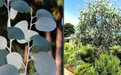 Mappa Tassie Cold Hardy Eucalyptus Tree (Eucalyptus Pauciflora) - 2 Gallon Pot -Healthy Plant Shop eucalyptus mappa tassie combo