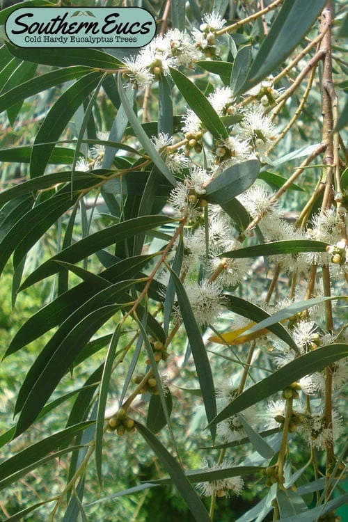 Funky Monkey Cold Hardy Eucalyptus Tree (Eucalyptus Parvula) - 3 Gallon Pot 1 Funky Monkey Cold Hardy Eucalyptus Tree (Eucalyptus Parvula) - 3 Gallon Pot