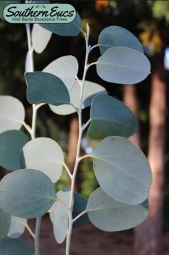Mappa Tassie Cold Hardy Eucalyptus Tree (Eucalyptus Pauciflora) - Quart Pot