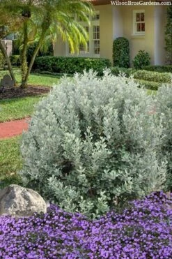 Bambina Dwarf Pineapple Guava (Feijoa Sellowiana ' Tharfiona') - 3 Gallon Pot -Healthy Plant Shop feijoa sellowiana tharfiona bambina pineapple guava 3