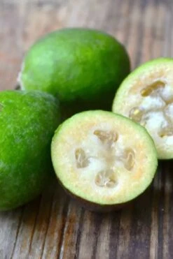 Bambina Dwarf Pineapple Guava (Feijoa Sellowiana ' Tharfiona') - 3 Gallon Pot -Healthy Plant Shop feijoa sellowiana tharfiona bambina pineapple guava 5