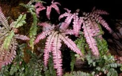 Rosy Pink Maidenhair Fern (Adiantum Hispidulum) - 1 Gallon Pot 7 Rosy Pink Maidenhair Fern (Adiantum Hispidulum) - 1 Gallon Pot -Healthy Plant Shop fern rosy maidenhair fern 3