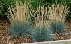 Beyond Blue Festuca (Fescue) - 3 Pack Of Quart Pots -Healthy Plant Shop festuca20beyond20blue