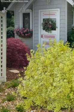 Believe It Or Not Forsythia - 2 Gallon Pot 9 Believe It Or Not Forsythia - 2 Gallon Pot -Healthy Plant Shop forsythia believe it or not 11