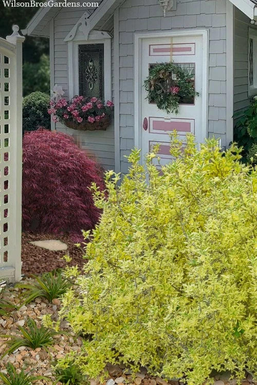 Believe It Or Not Forsythia - 2 Gallon Pot 4 Believe It Or Not Forsythia - 2 Gallon Pot - Image 4