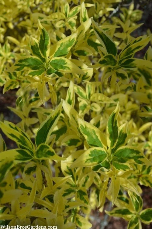 Believe It Or Not Forsythia - 2 Gallon Pot 1 Believe It Or Not Forsythia - 2 Gallon Pot