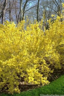 Believe It Or Not Forsythia - 2 Gallon Pot 10 Believe It Or Not Forsythia - 2 Gallon Pot -Healthy Plant Shop forsythia believe it or not 3