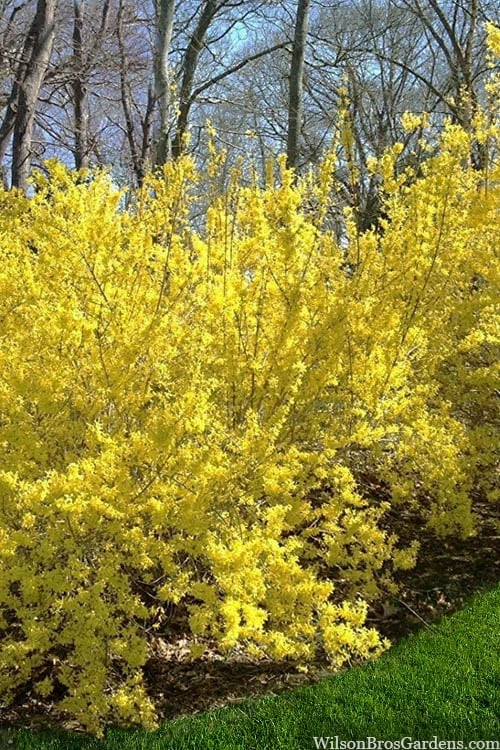 Believe It Or Not Forsythia - 2 Gallon Pot 5 Believe It Or Not Forsythia - 2 Gallon Pot - Image 5