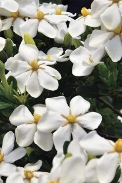 Snow Girl Hardy Dwarf Gardenia - 3 Gallon Pot -Healthy Plant Shop gardenia jasminoides snow girl 1