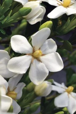 Snow Girl Hardy Dwarf Gardenia - 3 Gallon Pot -Healthy Plant Shop gardenia jasminoides snow girl 2