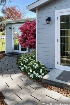 Snow Globe Gardenia - 1 Gallon Pot -Healthy Plant Shop gardenia jasminoides snow globe 3