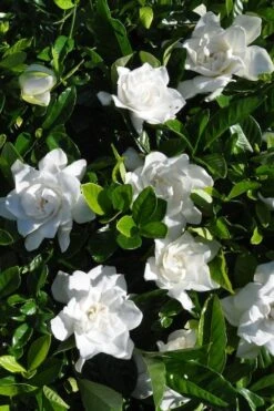 Snow Puff Hardy Gardenia - 7 Gallon Pot 7 Snow Puff Hardy Gardenia - 7 Gallon Pot -Healthy Plant Shop gardenia jasminoides snow puff 2