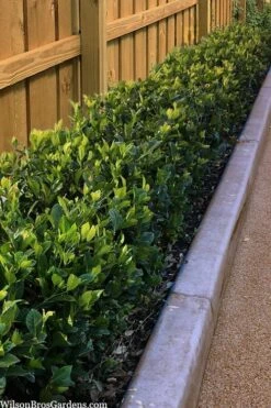 Summer Snow Gardenia - 3 Gallon Pot -Healthy Plant Shop gardenia jasminoides summer snow 11