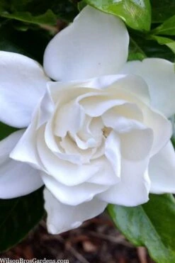 Summer Snow Gardenia - 3 Gallon Pot -Healthy Plant Shop gardenia jasminoides summer snow 3