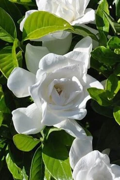 Summer Snow Gardenia - 3 Gallon Pot -Healthy Plant Shop gardenia jasminoides summer snow 4