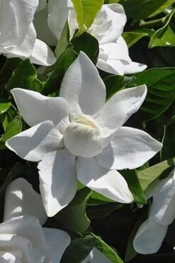Summer Snow Gardenia - 3 Gallon Pot -Healthy Plant Shop gardenia jasminoides summer snow 5