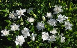 Summer Snow Gardenia - 3 Gallon Pot -Healthy Plant Shop gardenia jasminoides summer snow 9