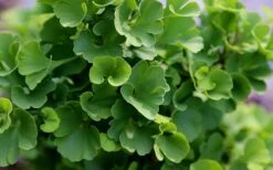 Jade Butterfly Dwarf Ginkgo Tree - 3 Gallon Pot -Healthy Plant Shop ginkgo biloba jade butterfly 1