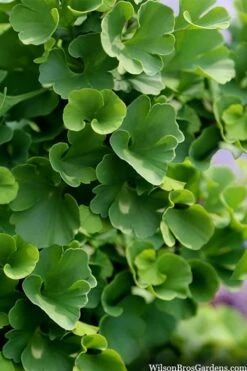 Jade Butterfly Dwarf Ginkgo Tree - 3 Gallon Pot -Healthy Plant Shop ginkgo biloba jade butterfly 3