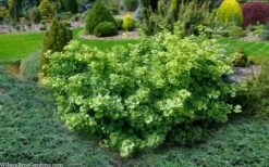 Mariken Dwarf Ginkgo Tree - 3 Gallon Pot (1.5-2.5') -Healthy Plant Shop ginkgo biloba mariken dwarf 5 1