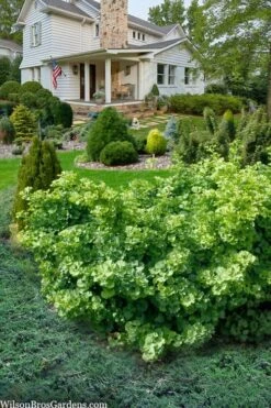 Mariken Dwarf Ginkgo Tree - 3 Gallon Pot (2-3') -Healthy Plant Shop ginkgo biloba mariken dwarf 6