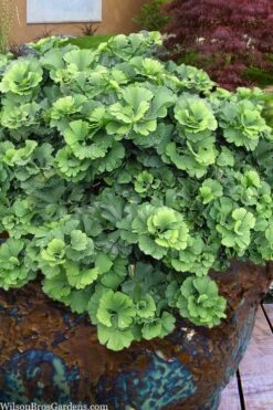 Troll Dwarf Ginkgo Tree - 3 Gallon Pot -Healthy Plant Shop ginkgo biloba troll dwarf maidenhair tree 1 1